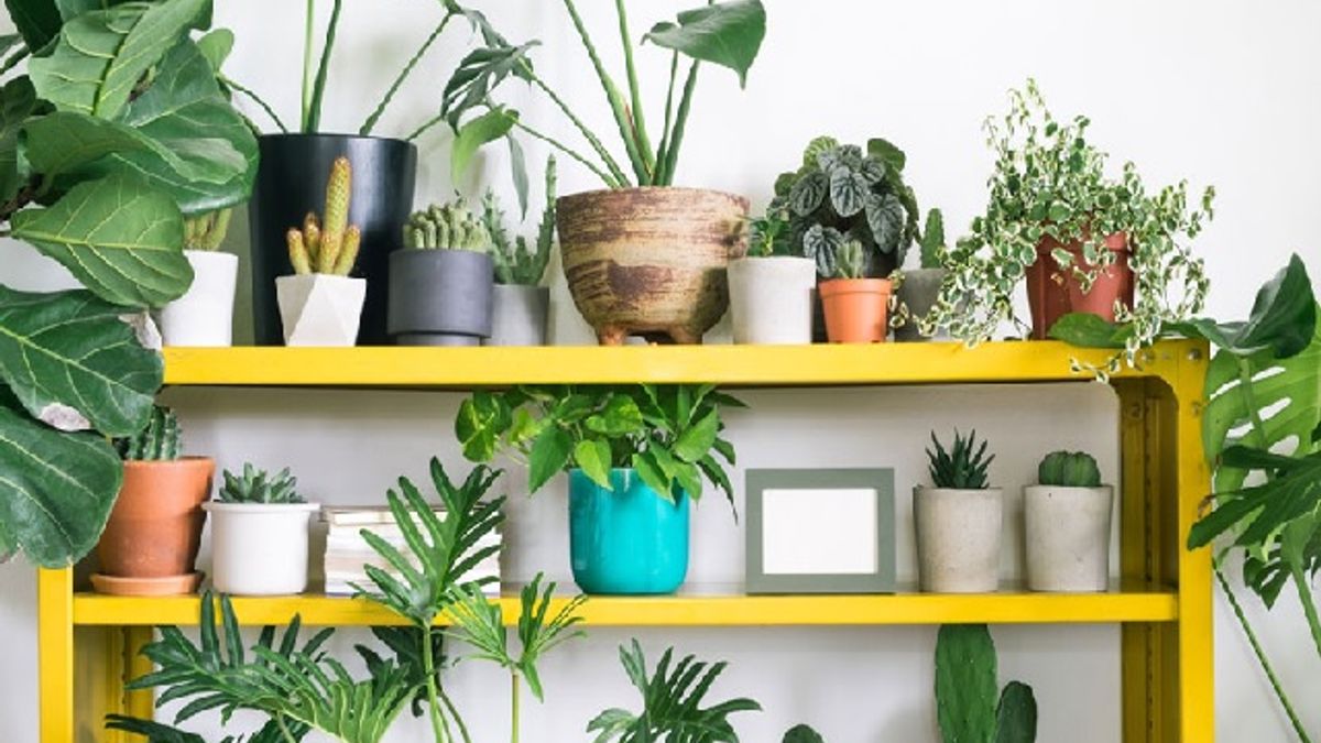 Air Purifying Indoor Plants